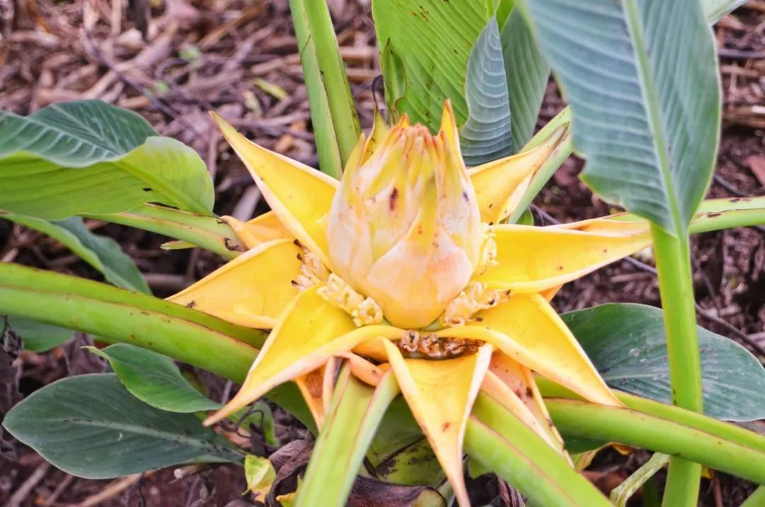 春天来了，“痴花”的您，来彩云之南做个“花吃”吧