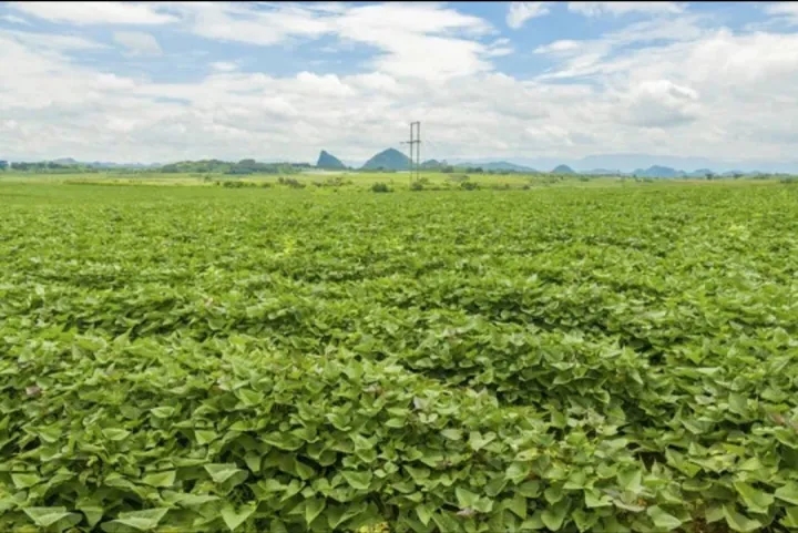 一根薯藤救了几亿国人你相信吗,一个商人救了整个国家