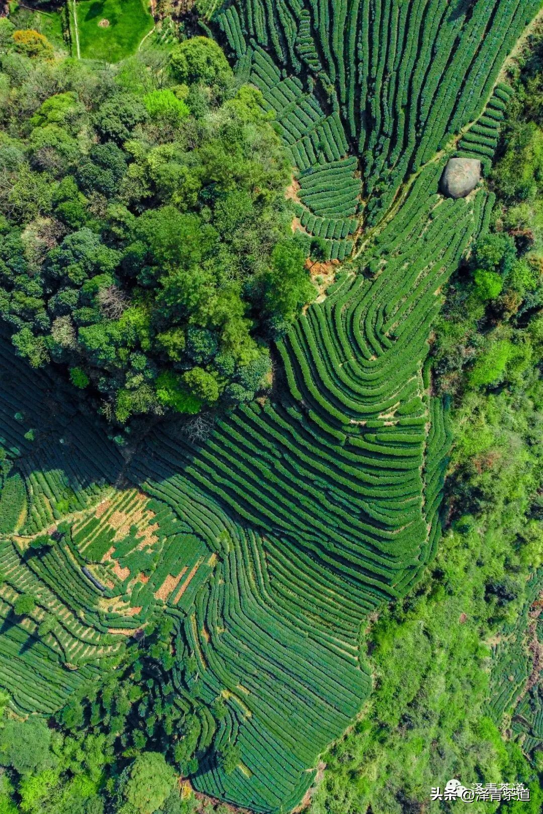 “自古名寺出名茶”，什么样的茶才能称为禅茶呢？