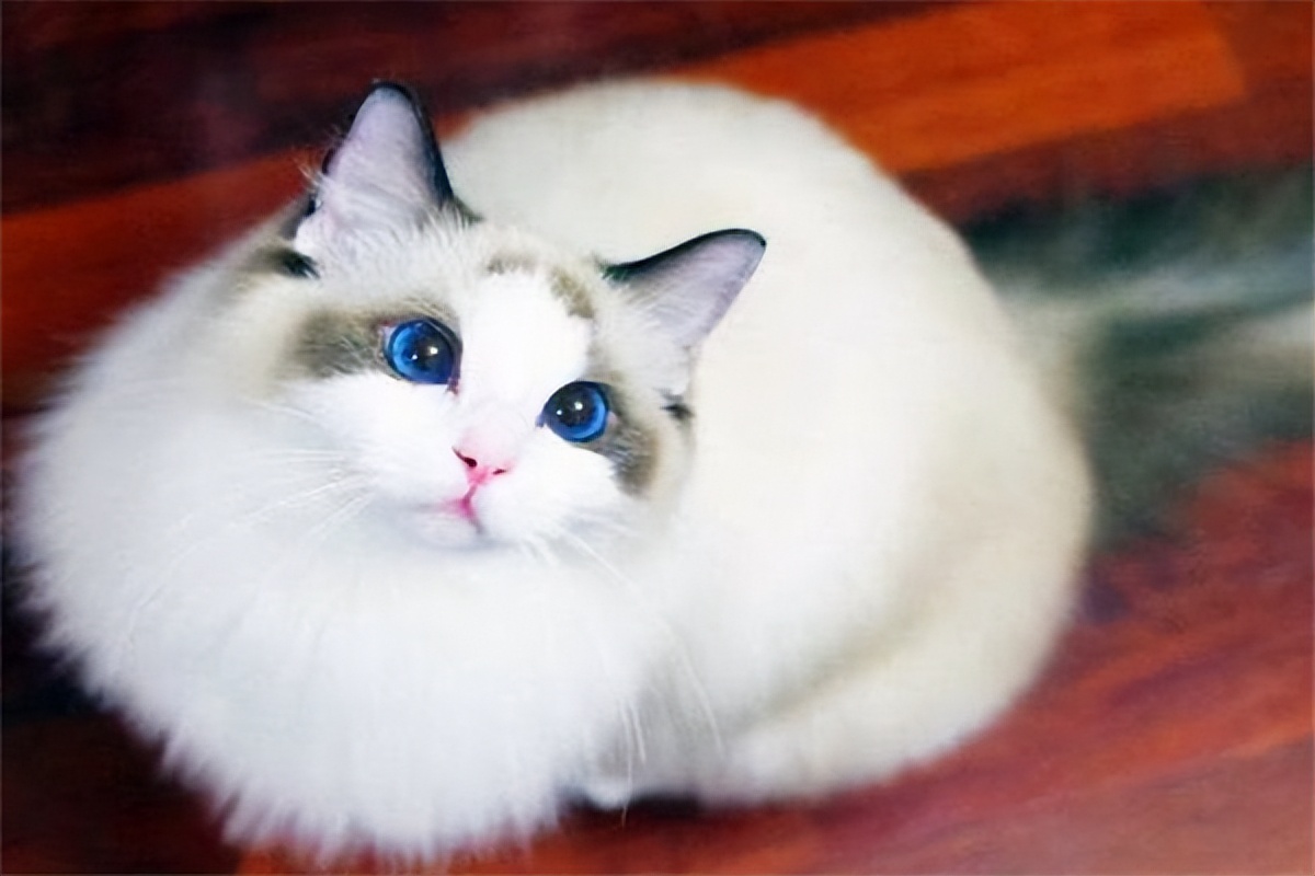 布偶猫多少钱一只4000左右,布偶猫售价多少钱一只