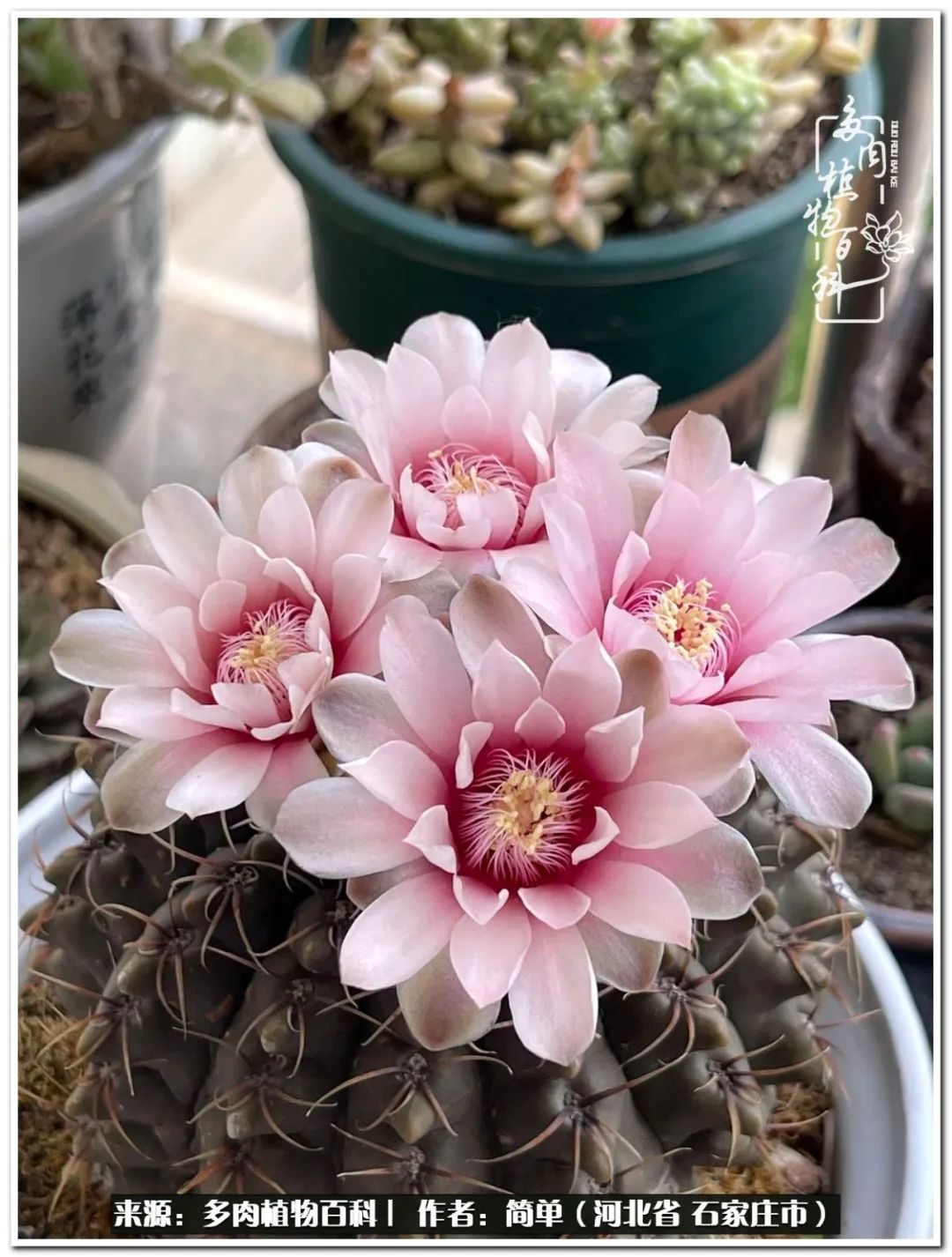 自从养了多肉以后视频,养多肉治愈生活中的疲惫和琐碎