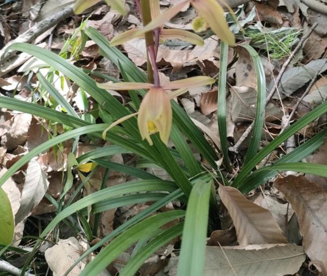 家里养什么招财花最旺,5种旺宅花家里养一棵漂亮又吉利
