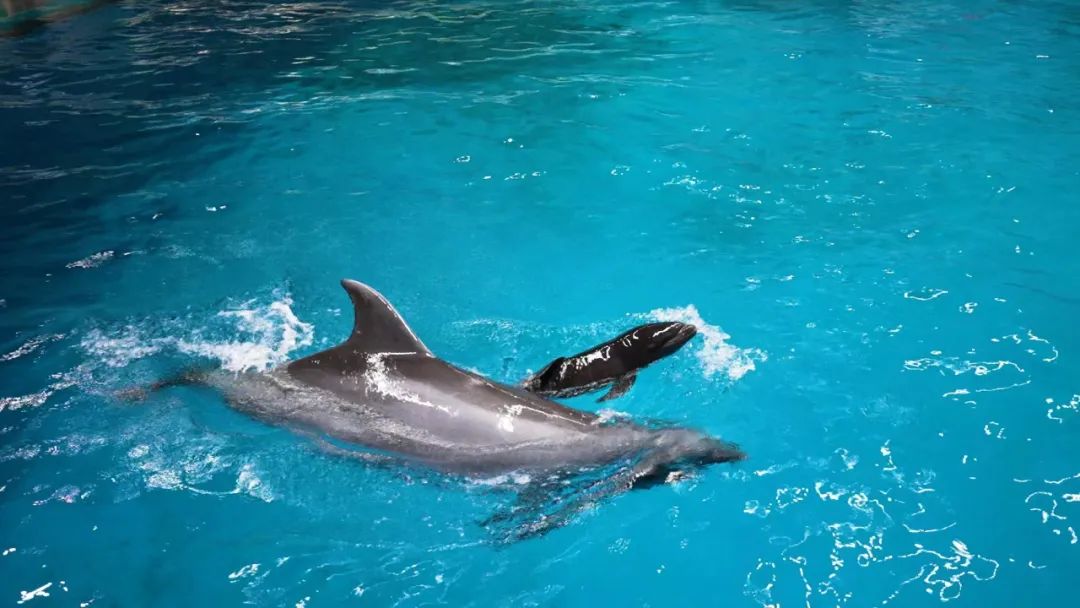 国内第一只鲸豚兽,外国首例“混血”鲸豚兽