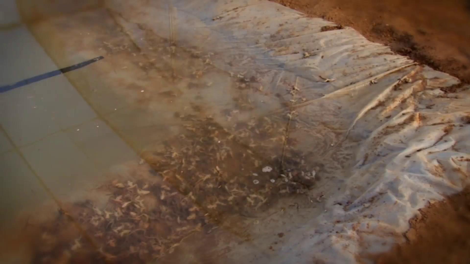 养林蛙收入,养林蛙的小伙