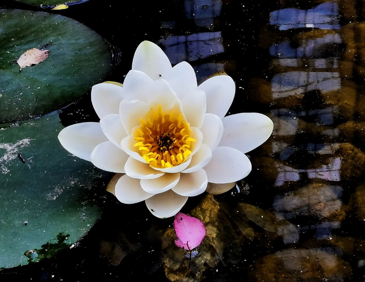 荷花莲子诗句经典名句,荷花莲子的诗句