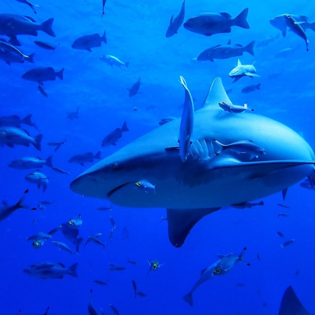 被割掉鱼翅的鲨鱼视频,鲨鱼割掉鱼翅还能活吗视频讲解