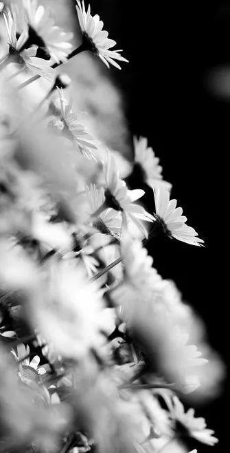 花朵黑白手绘图,黑白图片花朵