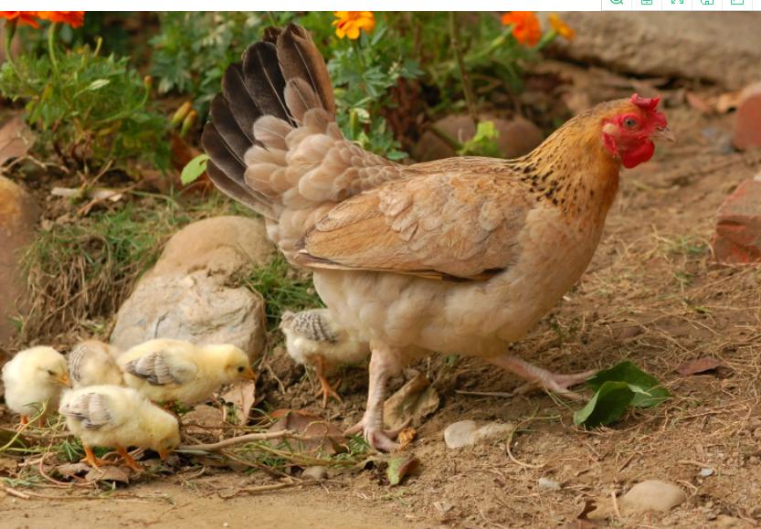 禽输卵管炎,治疗禽类输卵管炎用什么中药好