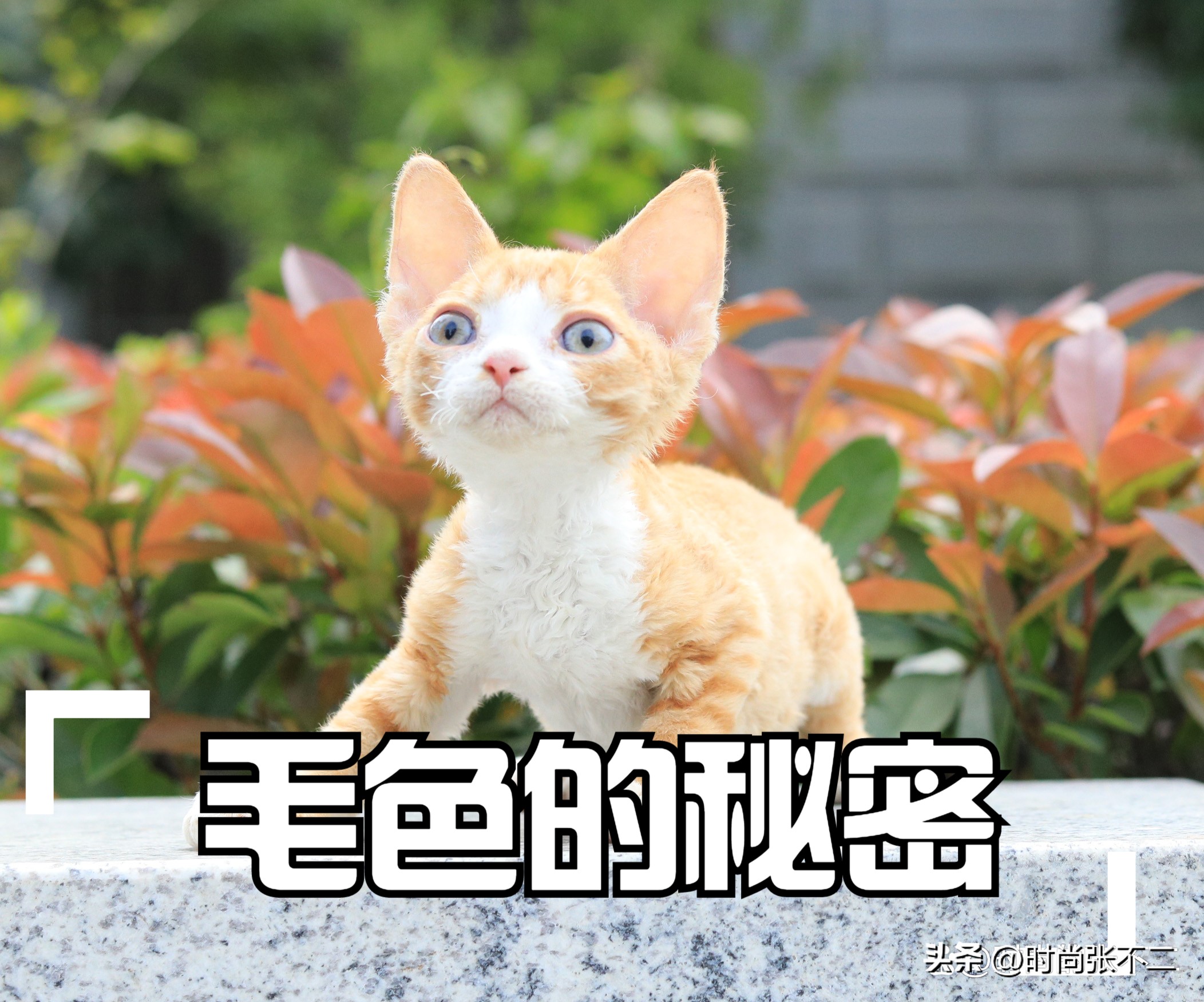 品种猫是怎么繁育的,如何挑选性格好的德文猫