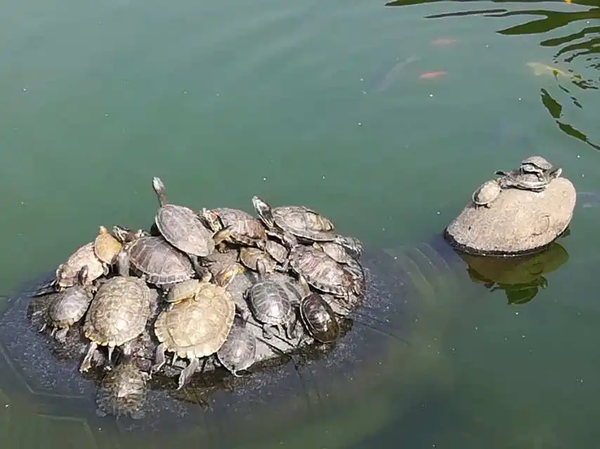 蚊子真的是甲鱼的克星吗？被蚊子叮咬后的甲鱼会死是真的吗？