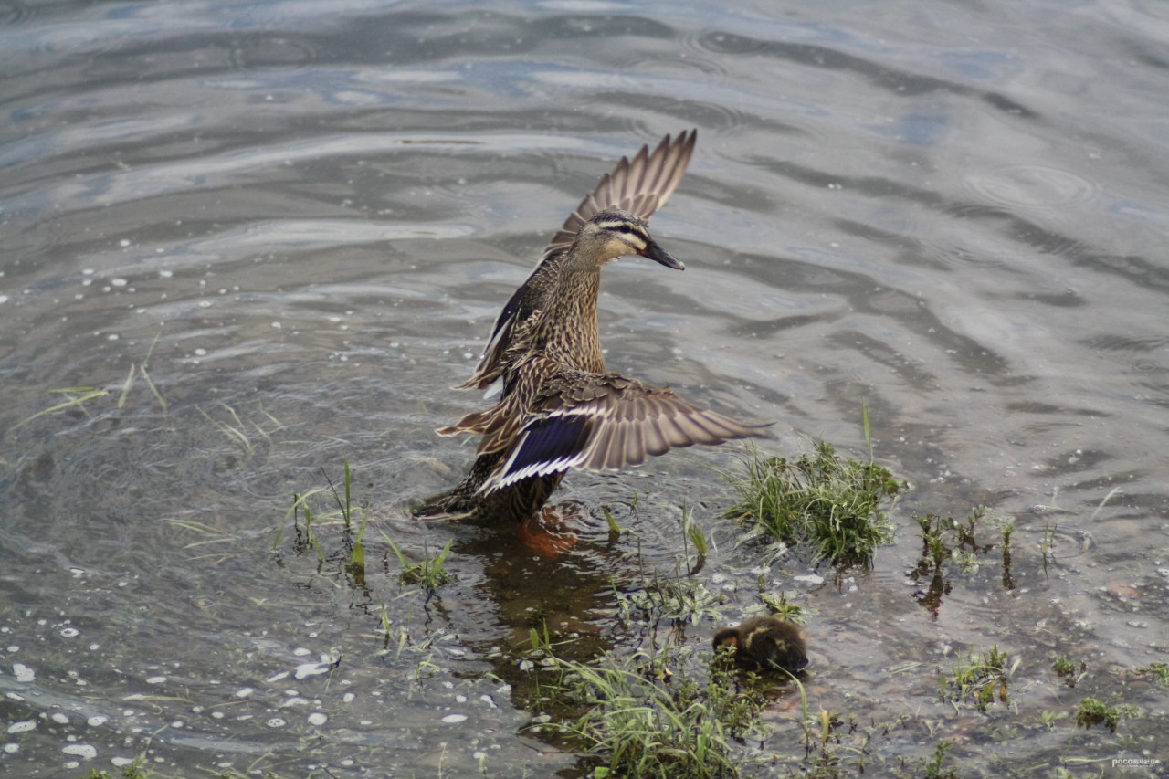 鱼塘几千斤鱼神秘消失,鱼塘数千条鱼神秘消失