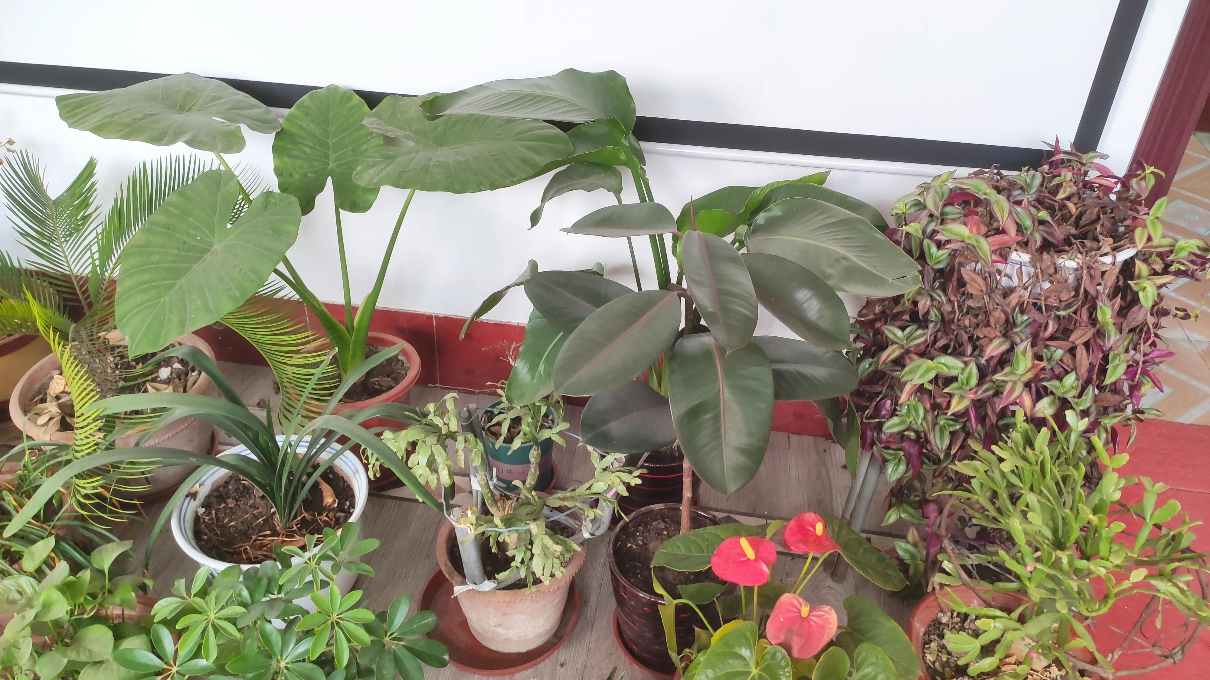 为什么说养花的尽头是天竺葵,天竺葵养花经验