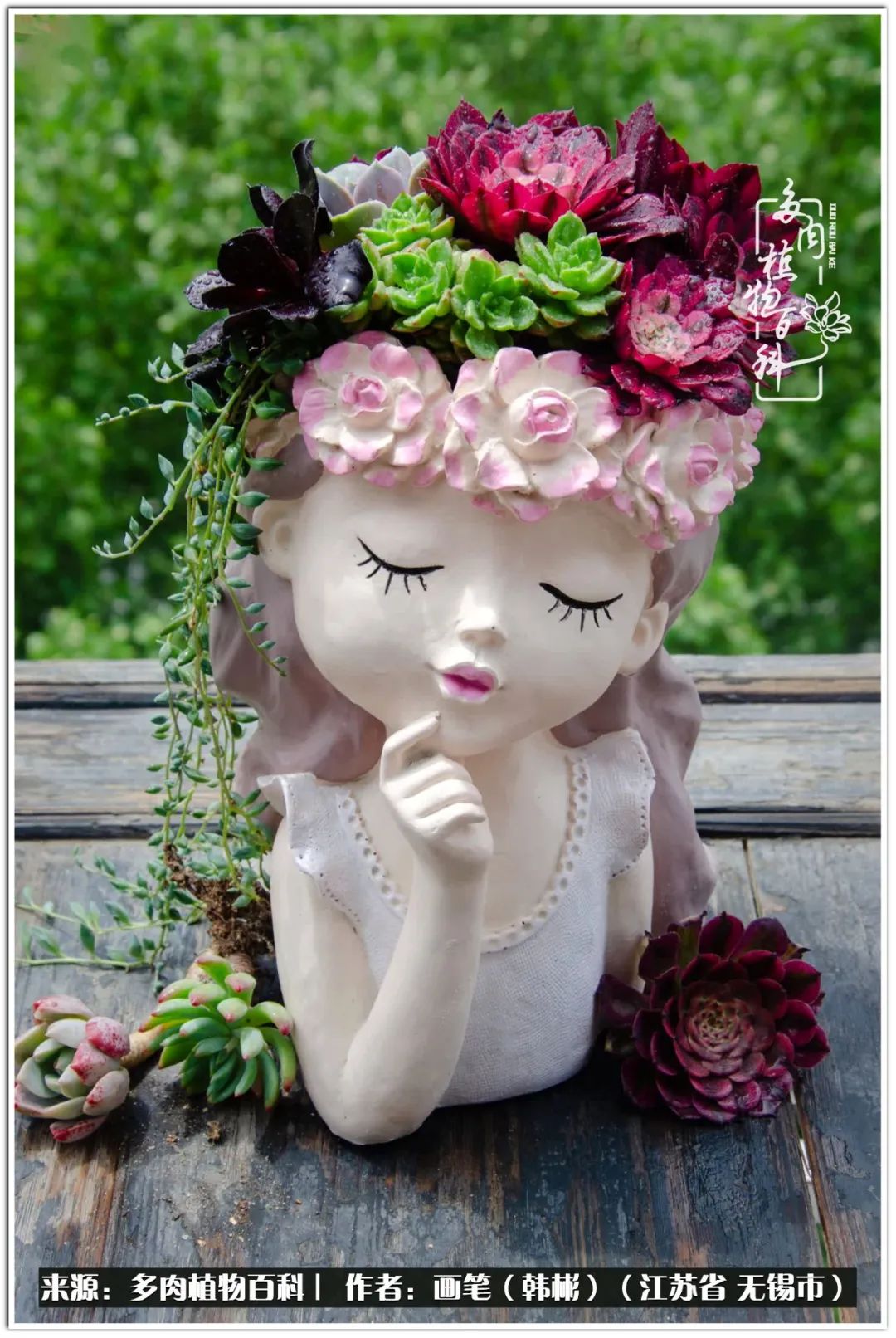 盆景多肉常遇到的问题,多肉盆景无穷小