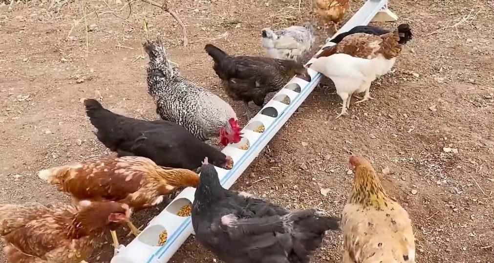 用pvc管自制养鸡饮水管,用ppc管自制养鸡饮水器