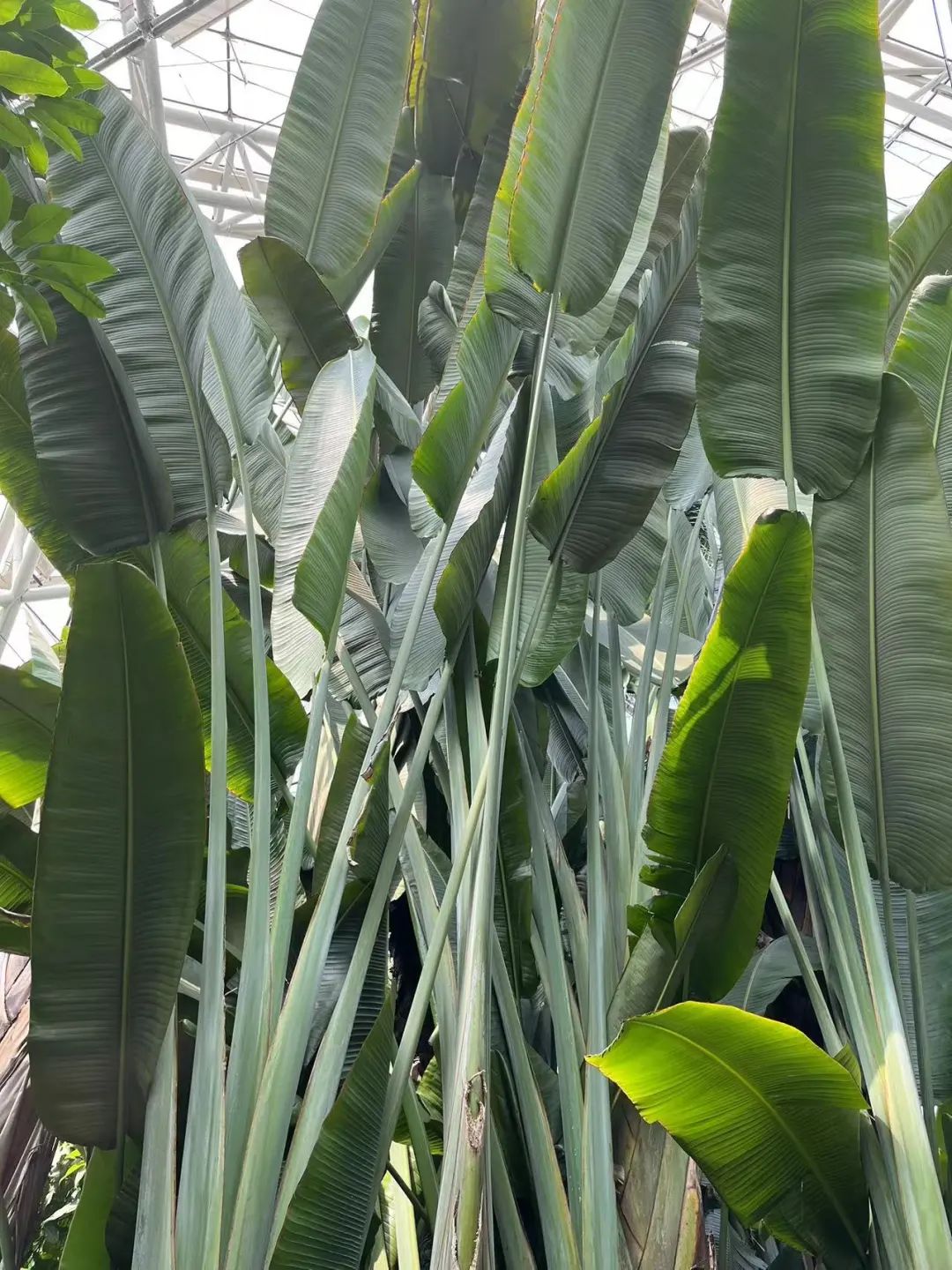 泰达热带植物园4月29日开园，文化之旅，一起鉴定网络热门植物