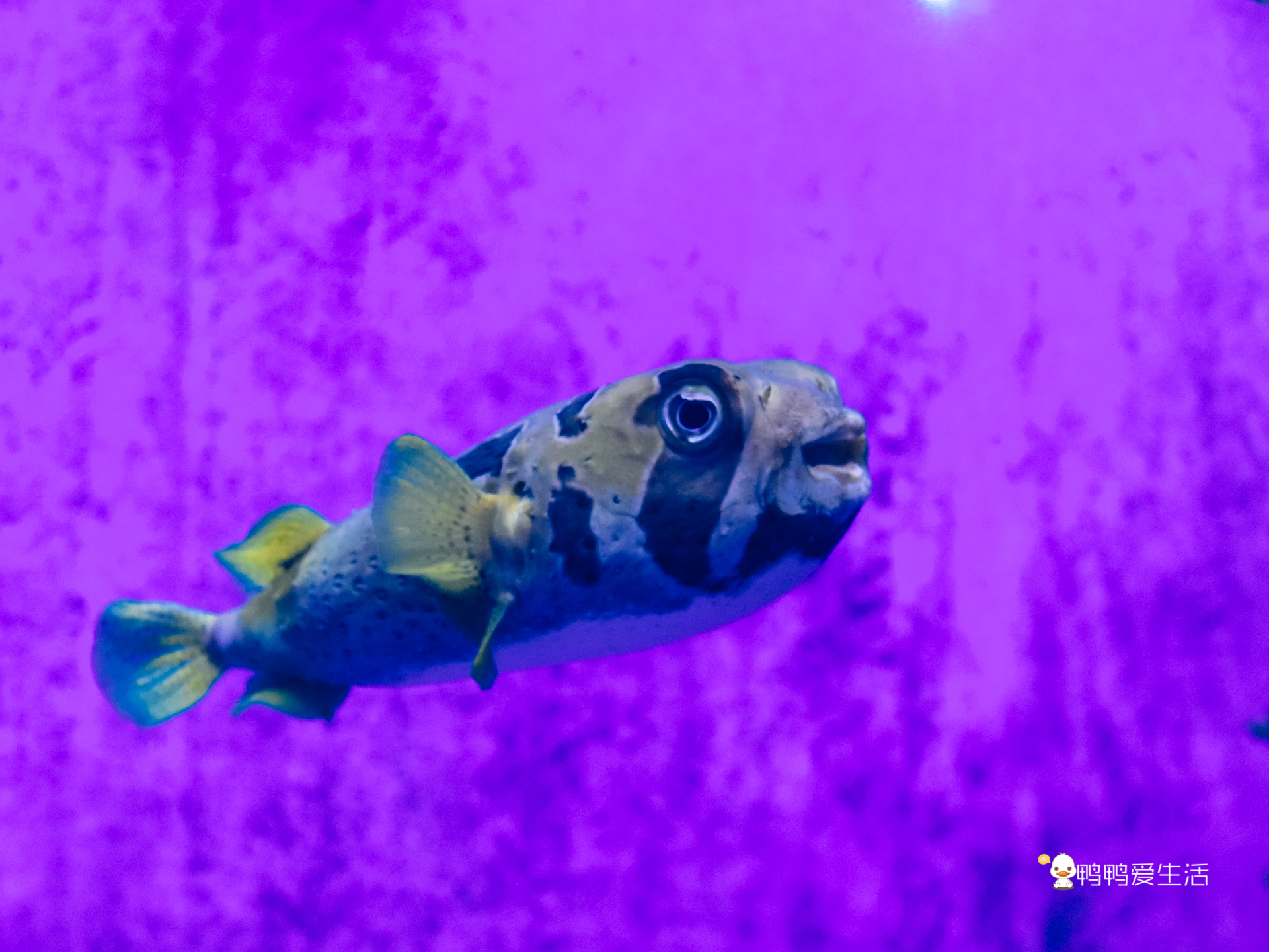 厦门鼓浪屿海底世界的抹香鲸,厦门鼓浪屿亲子旅游攻略