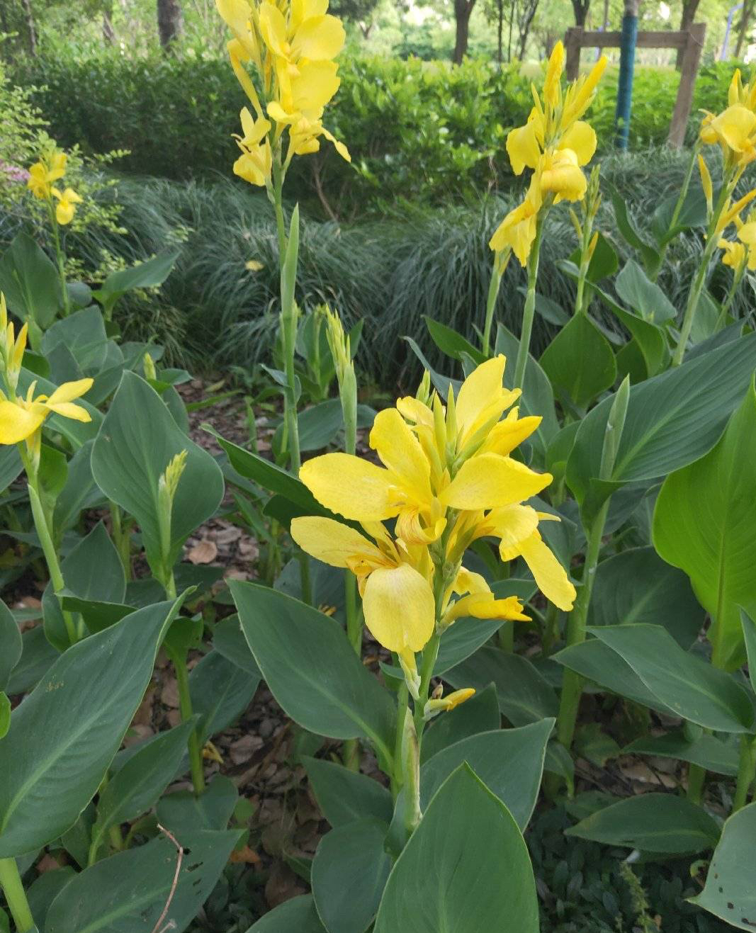 最好养的阳台5种花,适合南方室内养的50种花