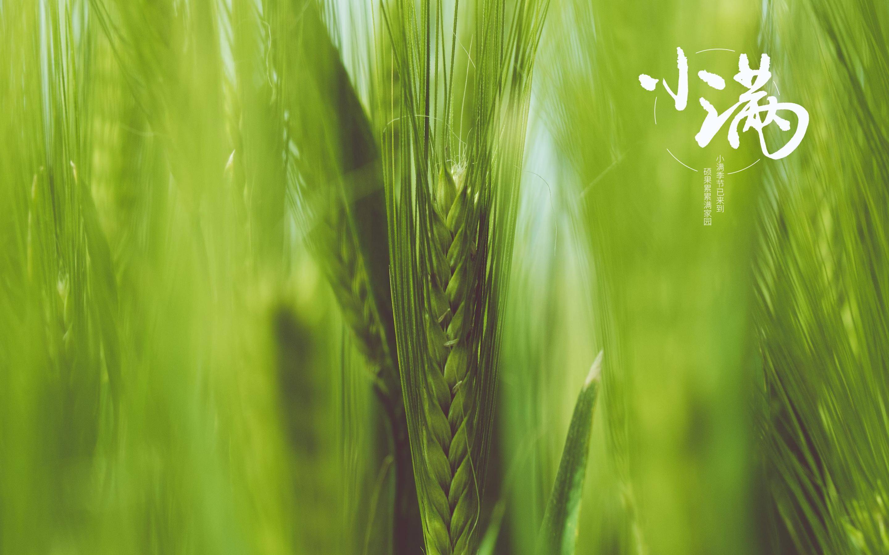 关于小满节气的古诗词赏析,小满节气古诗词欧阳修