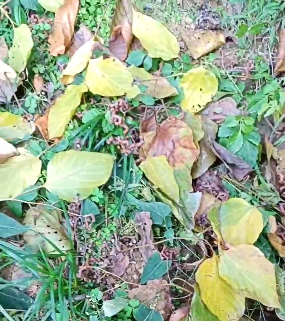 小时侯吃过的拐椒，为啥记忆是那样香甜