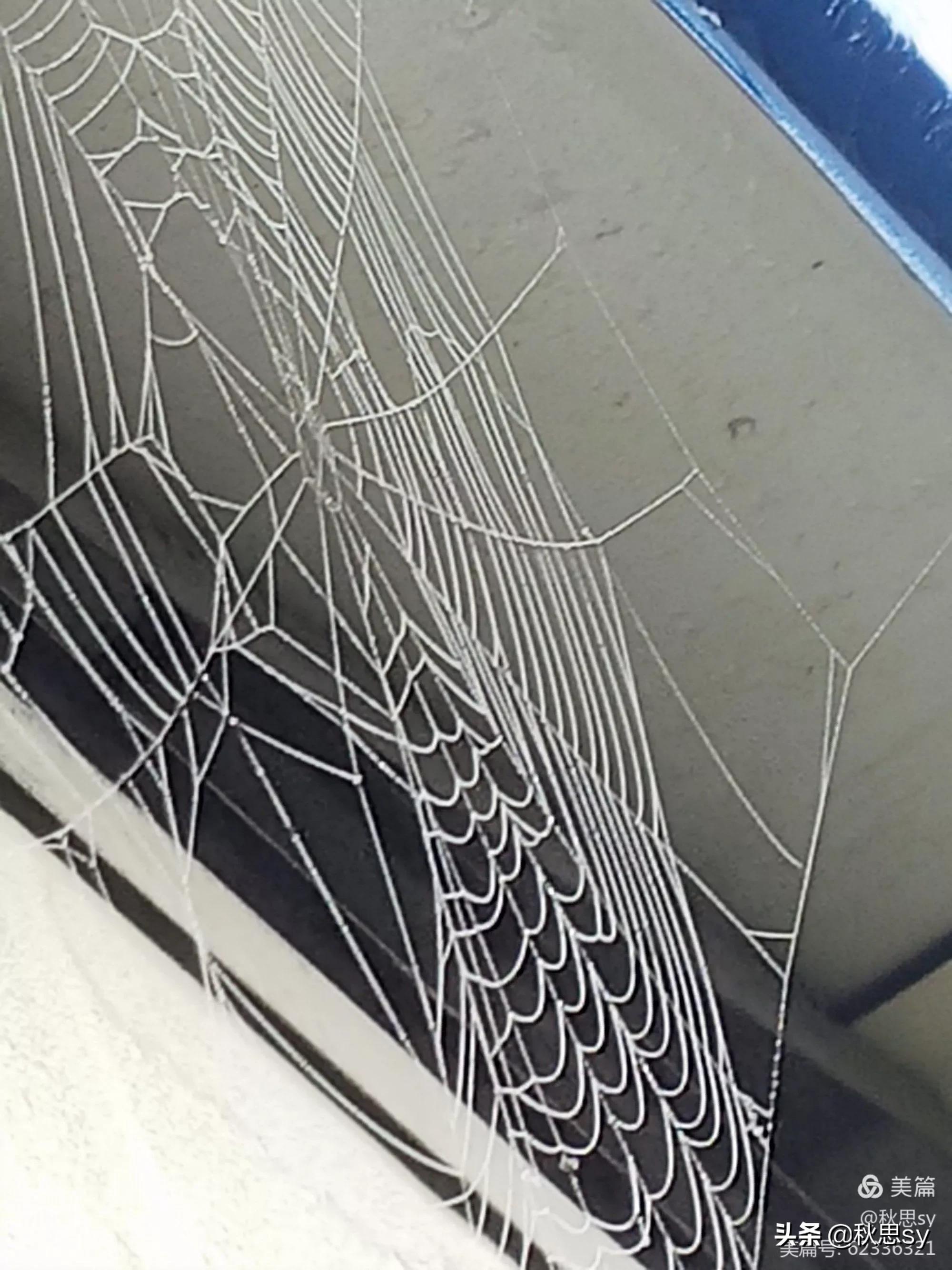 原创诗词七律夏之韵,原创诗词七律六月