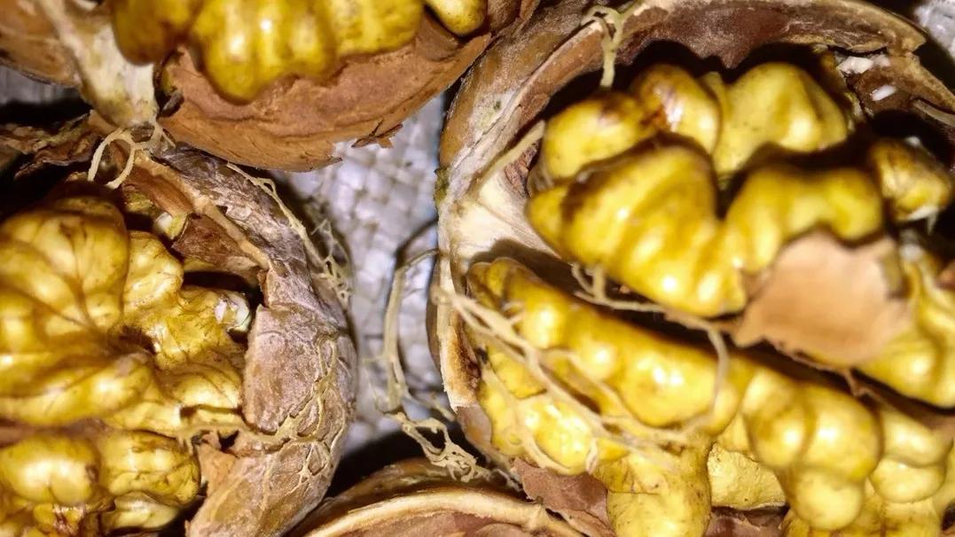 吃个鲜核桃真不容易,吃鲜核桃的季节到了