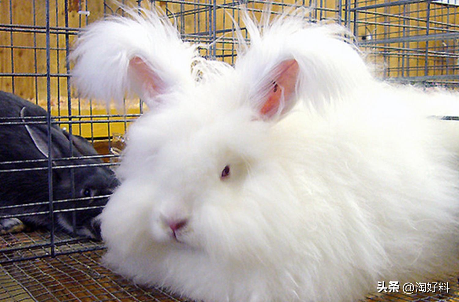 合作养殖鸡骗局,合作养殖鸡苗有上当受骗的吗