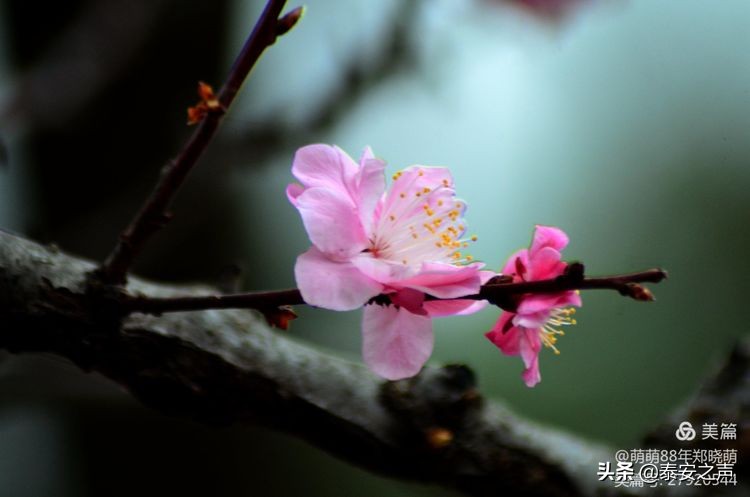 春风拂柳梅花开,桃李春风梅花开