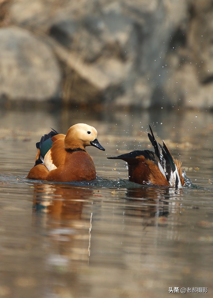 黄色野生鸭子,赤褐麻鸭的图片