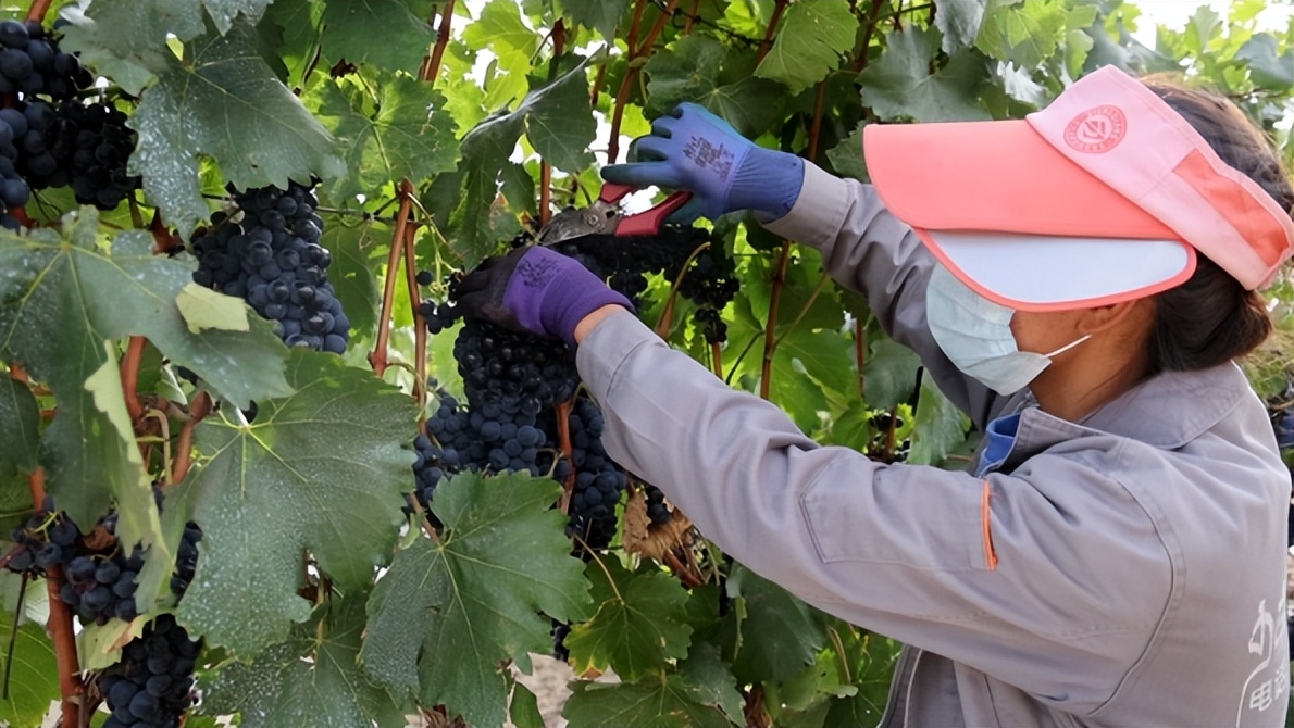 小葡萄串起乡村振兴大梦想,桑日县葡萄