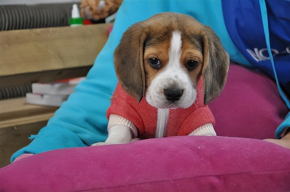 养狗首选这7种狗不贵又好养,养狗狗新手入门必知