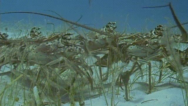 龙虾青龙和花龙区别,龙虾也是生物为什么我们要吃它