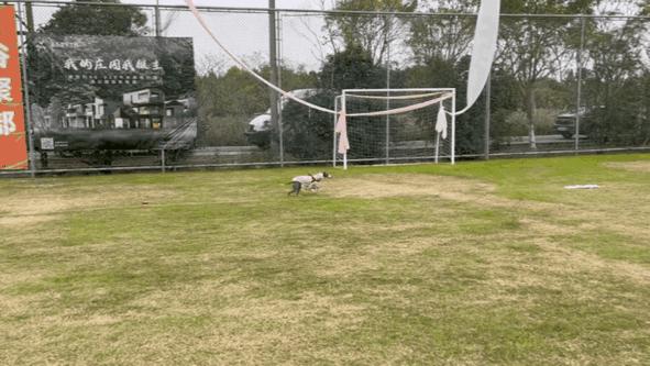 双11狗零食攻略,双11猫粮攻略