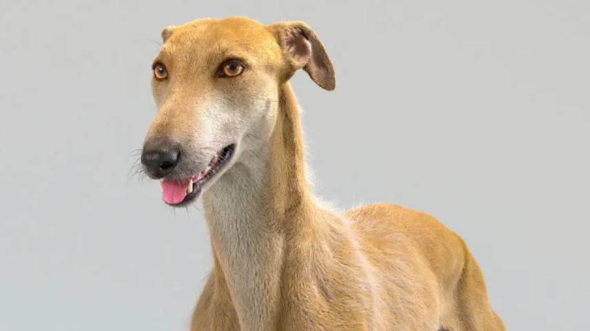 灵缇犬的性格有哪些,像猫一样的狗