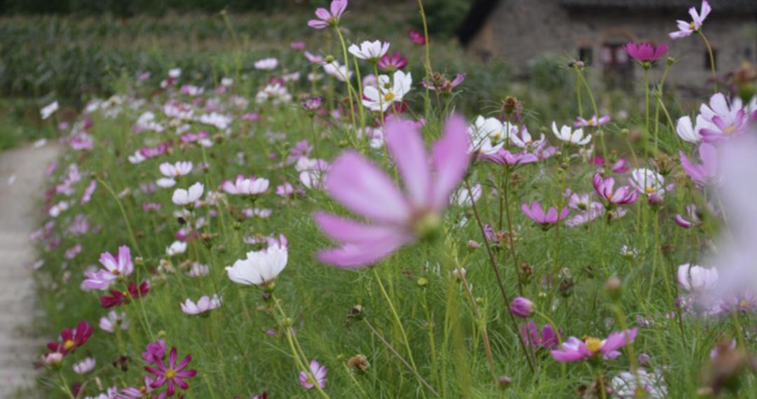 渝北的古镇,千年古镇重庆渝北