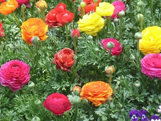 百花种类大全,百花的种类有哪些