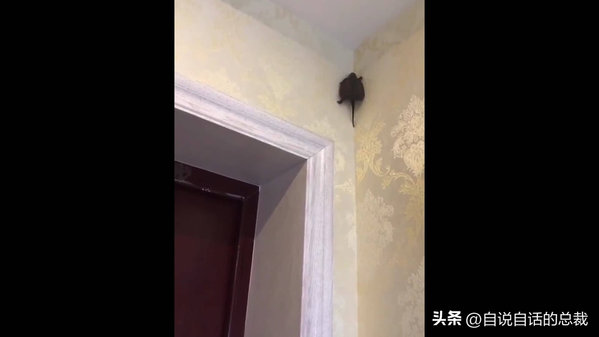 玄武龟蛇大战,罕见别致的龟蛇大战