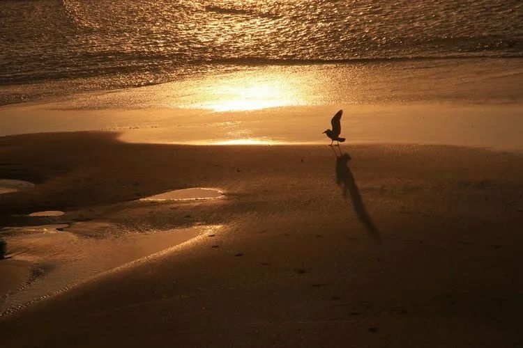 写给不被疫情束缚的心:用文字“云”游新西兰全境