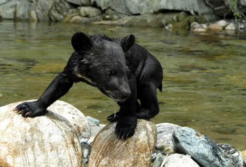熊出没鸡西,黑龙江鸡西野生动物出没