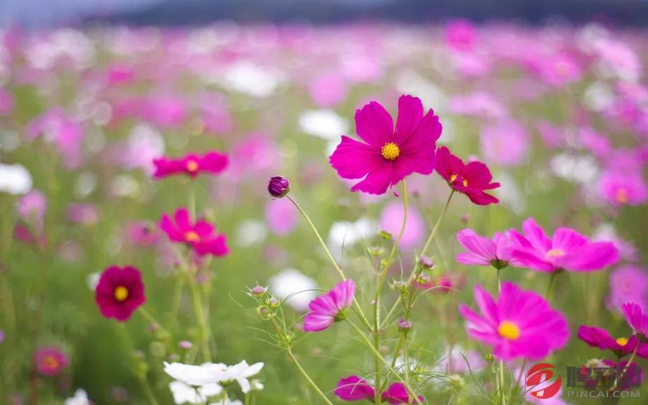 七年之痒短片,七年之痒短篇小说