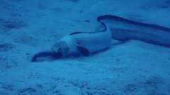 未解之谜深海巨蟒多大,海洋巨蟒真实图片大全