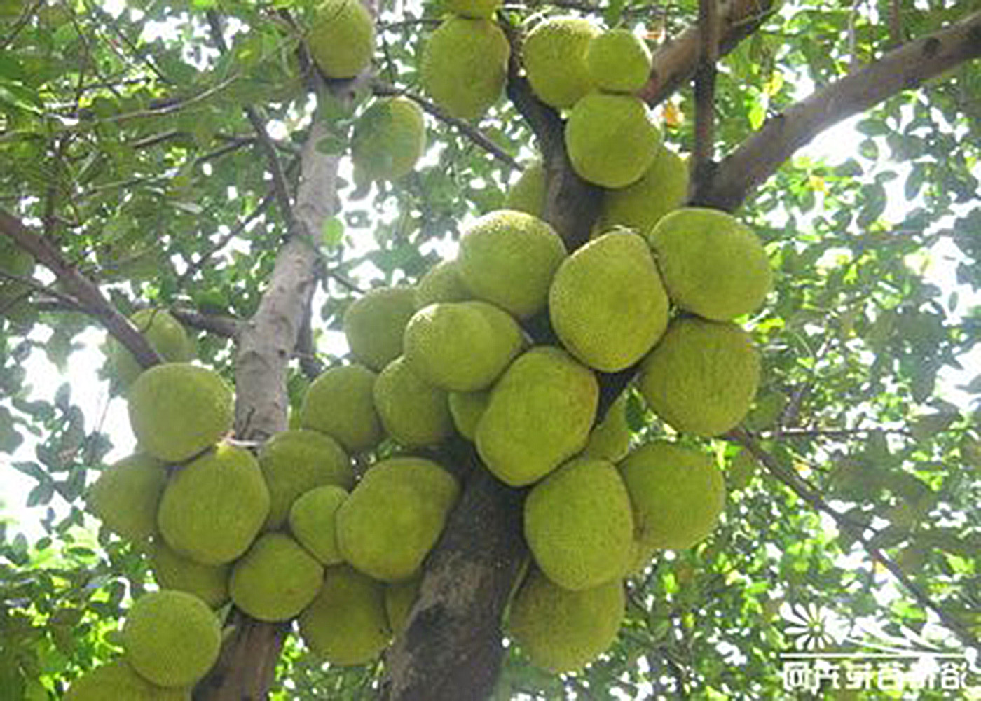 南粤大红菠萝,香甜爽口的金黄飘香菠萝