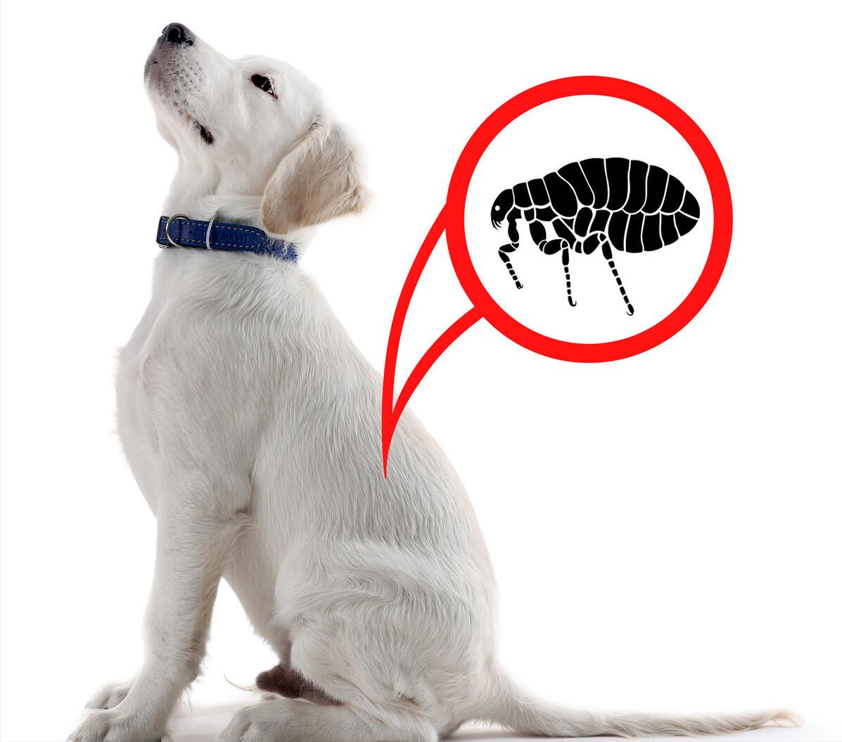 帮狗狗驱除“跳蚤”的几个偏方,真的很有用,快收藏吧