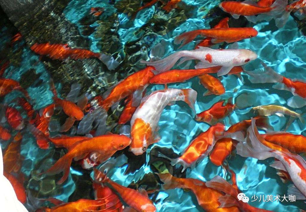 深海鱼群美术课件,深海里的鱼群美术教案