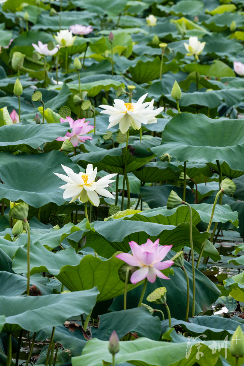 深圳enjoy舞团直播间,在深圳过端午有多快乐