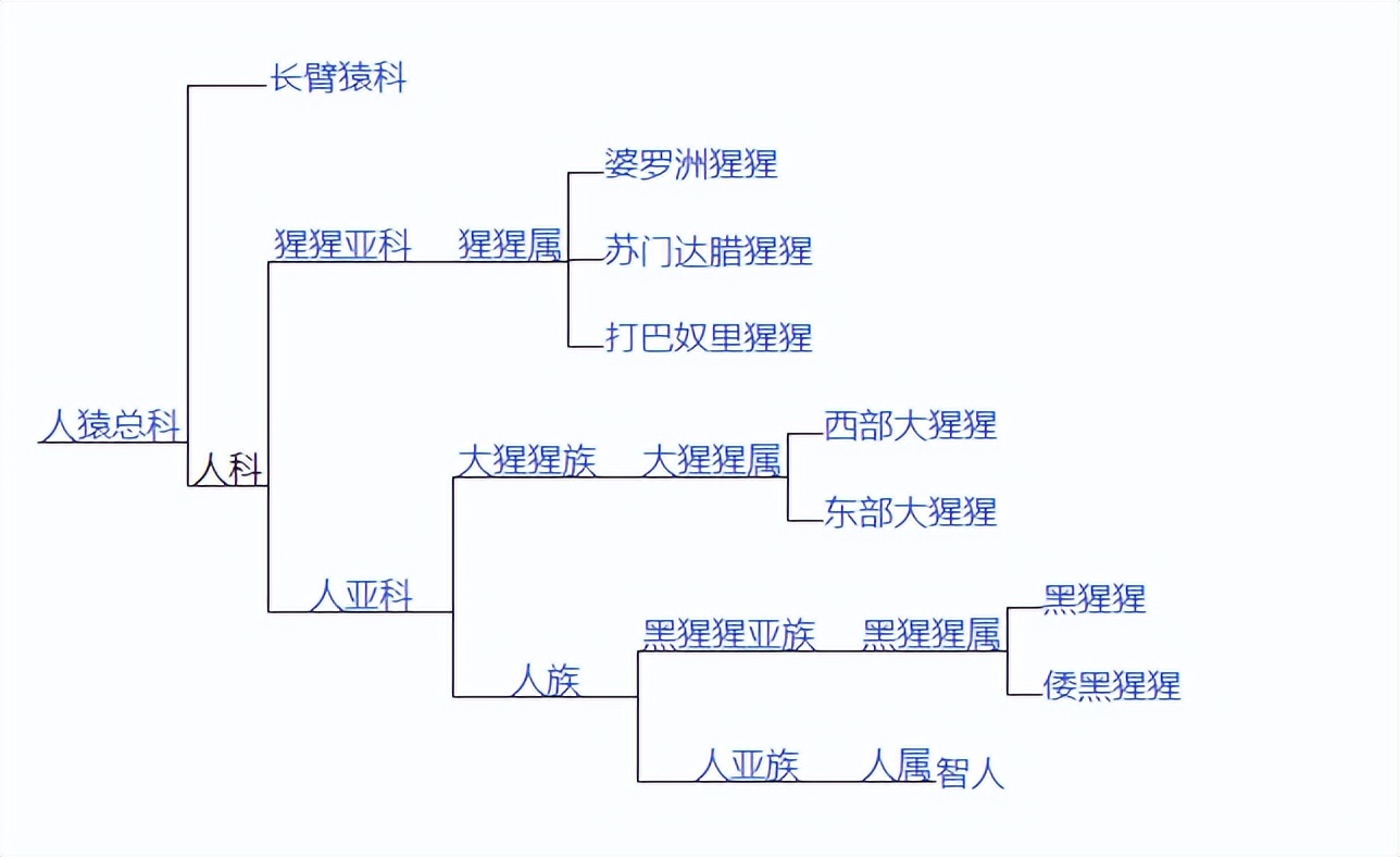 老虎狮子为什么可以杂交,为什么狮子和老虎能杂交