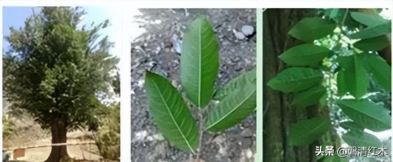 海南黄花梨和小叶紫檀对比,黄花梨与白酸枝鉴别图片及价格