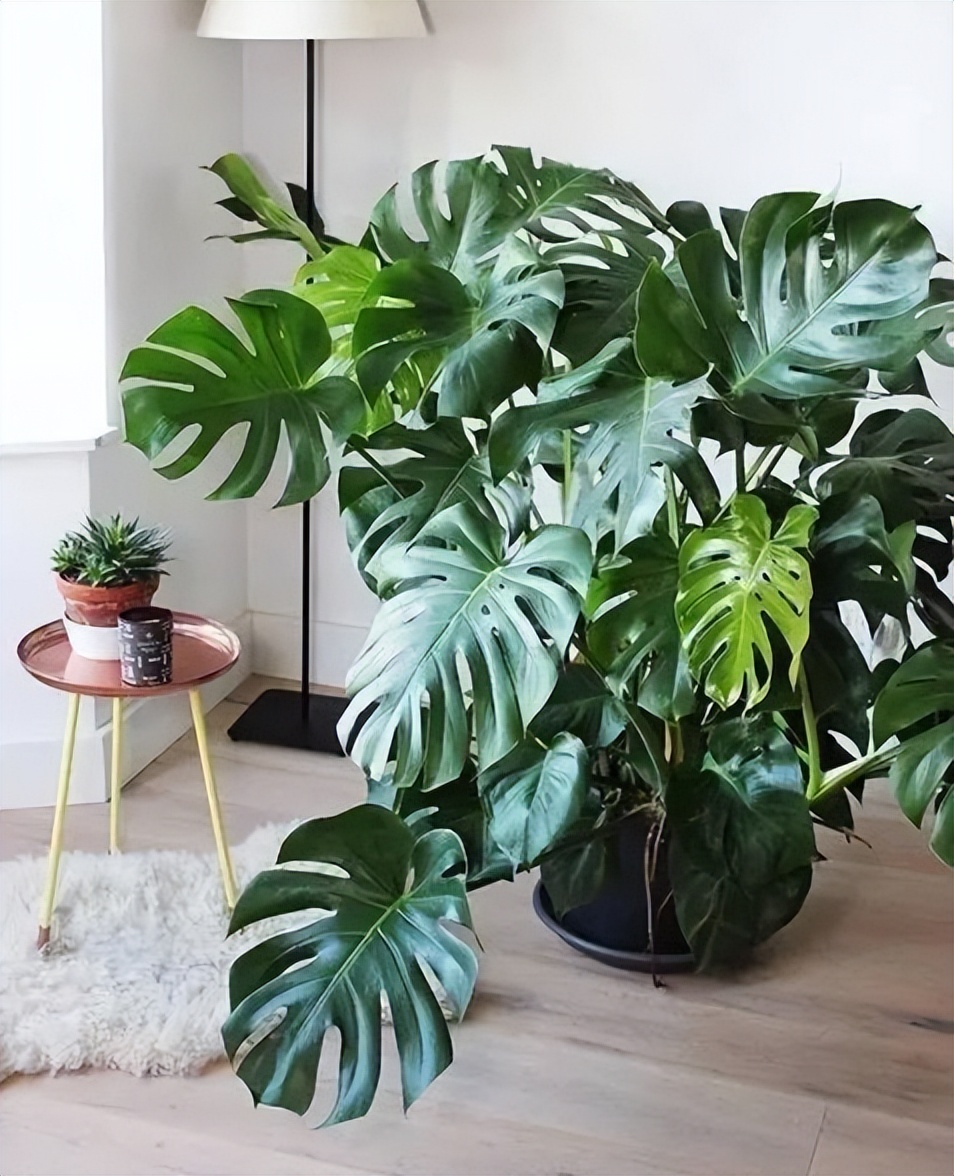 适合室内好养的花适合一年四季养,适合养在室内而且比较好养的花