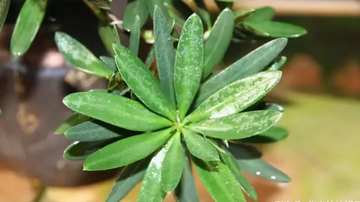 十八罗汉稀有价值,寿命最长的罗汉鱼