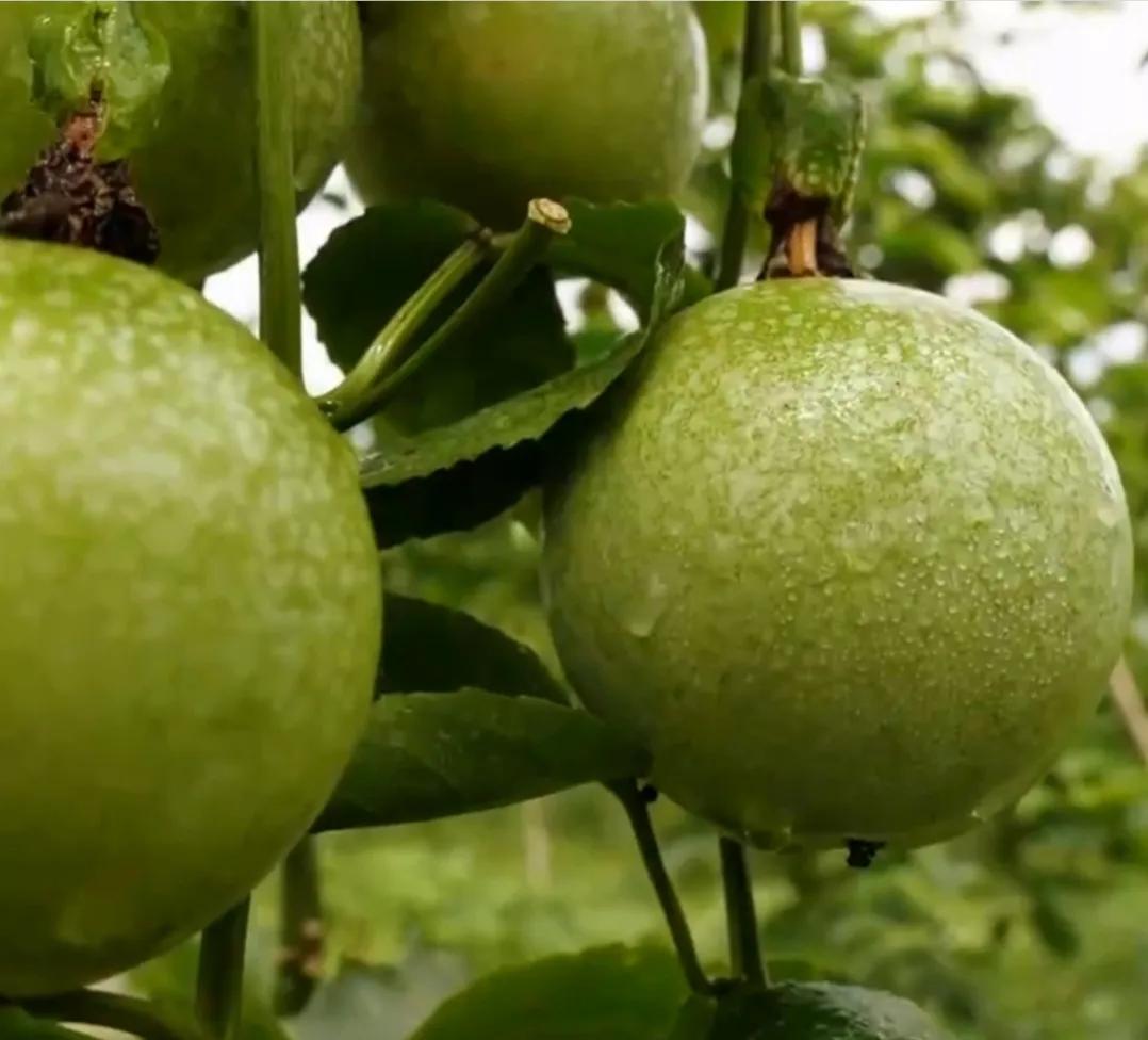 90后小伙承包15亩果园,湖南小伙承包五千亩四年赚上千万