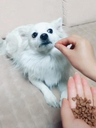 和明星撞脸的狗狗,撞脸明星的狗狗